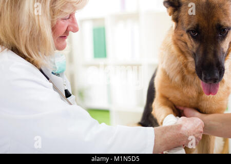 Schäferhund Verband erhalten nach Verletzungen auf seinem Bein Stockfoto