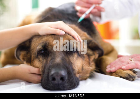 Tierarzt ist der Impfstoff zu den Hund Schäferhund, Fokus an der Einspritzpumpe Stockfoto