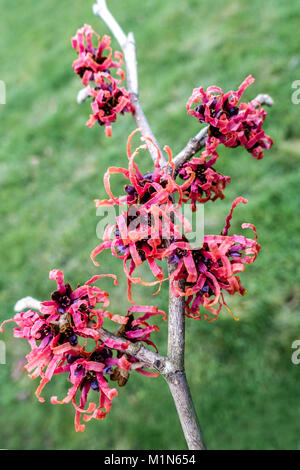 Hexe Hazel Baum Zweig im Winter, Hamamelis Diane Stockfoto