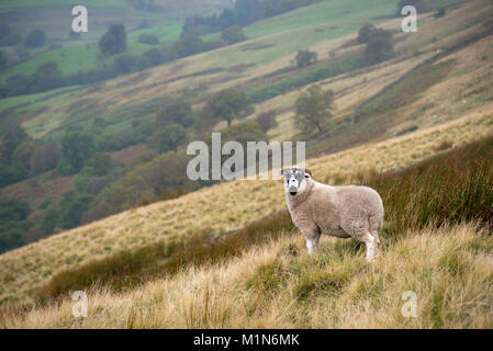 Einsame Schafe in den Hügeln oberhalb von Snake Pass im Peak District, Derbyshire, England. Herbst Farbe in der Moorlandschaft. Stockfoto