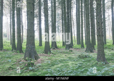 Wald oberhalb der Derwent Valley in der Nationalpark Peak District, Derbyshire, England. Stockfoto