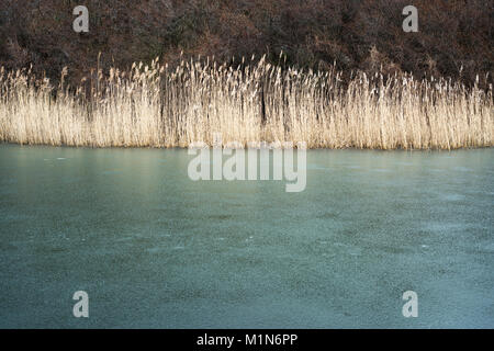 Gefrorenen See mit Gras Schilf Stockfoto