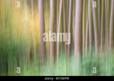 Abstraktes Bild der Wald oberhalb der Derwent Valley in der Nationalpark Peak District, Derbyshire, England. Stockfoto