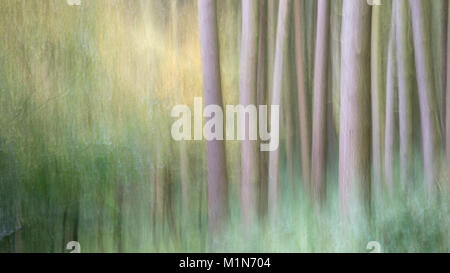 Abstraktes Bild der Wald oberhalb der Derwent Valley in der Nationalpark Peak District, Derbyshire, England. Stockfoto