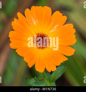 Eine Makroaufnahme einer orange Ringelblume blühen. Stockfoto