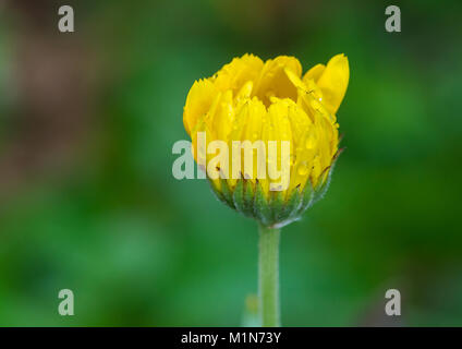Eine Makroaufnahme eines gelben Calendula flower Bud. Stockfoto
