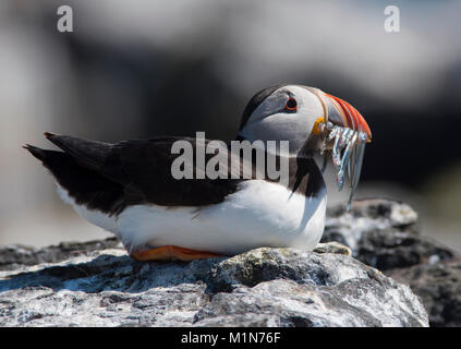 Atlantic puffin Fratercula arctica saß auf einem Felsen mit einem Schnabel voller Sandaale/Fisch Farne Islands Northumberland, Großbritannien. Stockfoto