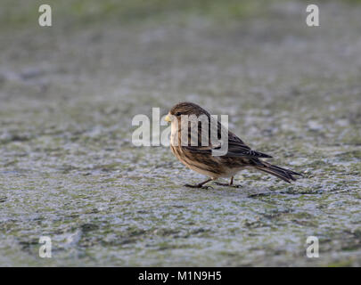 Twite, Carduelis flavirostris, auf Felsen in der Nähe des Strandes gelegen, Morecambe Bay, Lancashire, Großbritannien Stockfoto