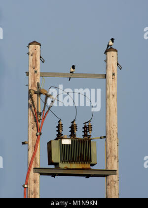 Strom Trafo auf Holzpfähle, mit zwei Elster, Pica Pica, Lancashire, Großbritannien Stockfoto