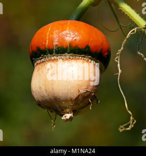 Orange Kürbis auf dem Stiel in der Luft hängen. Eine reife Gemüse. Stockfoto