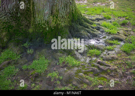 Die Basis für einen Baum mit Wurzeln in die Erde und Gras Stockfoto