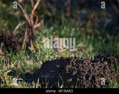 Rotkehlchen, Erithacus rubecula, stehend auf einem Maulwurfshügel, Lancashire, Großbritannien Stockfoto