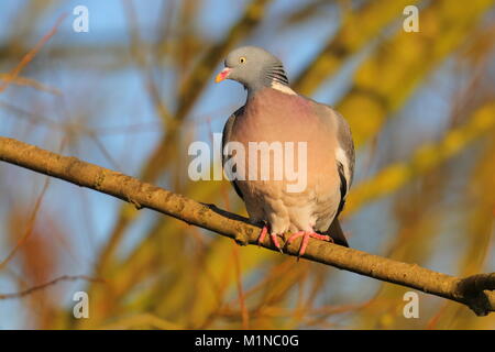 Bei woodpigeon Fairburn Ings Stockfoto