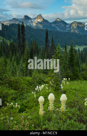 Eine Wiese von Bear-Gras (Xerophyllum Tenax) hilft der fernen Tatoosh Bereich im Mount Rainier National Park in Washington. USA. Sommer Stockfoto