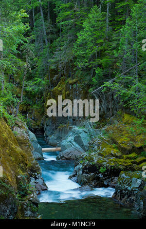 Die Ohanapecosh River Canyon im Mount Rainier National Park. Washington. Sommer. USA Stockfoto