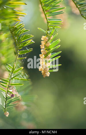 Akebia undulata, Vermögen, Chinesische Kopfeibe Pflaume - Eibe Stockfoto