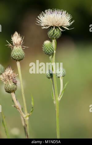 Cirsium tuberosum, Knollen-Kratzdistel, Knollige Kratzdistel, Knötchenförmige Thistle Stockfoto