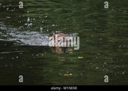 Einen Hund holt einen Stock von einem See Stockfoto
