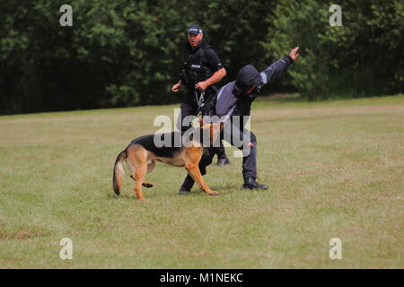 Ein polizeihund Angriffe ein Mann während einer Übung Stockfoto