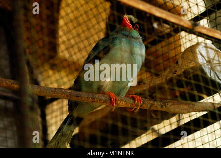 Indonesien. 31 Jan, 2018. Ein javan Green magpie in Sumatra gefunden. Die dominierende Farbe ist pastellgrün, bläulich grün, Schnabel von Red, short-tailed, hat eine schwarze Maske um die Augen auf der Rückseite des Halses umfasst, braunen Augen Iris und Seite der Flügel sind braun, und duller Farbe Feder sieht aus als männliche. Credit: Sabirin Manurung/Pacific Press/Alamy leben Nachrichten Stockfoto