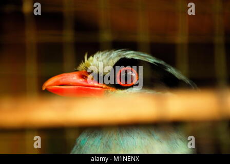 Indonesien. 31 Jan, 2018. Ein javan Green magpie in Sumatra gefunden. Die dominierende Farbe ist pastellgrün, bläulich grün, Schnabel von Red, short-tailed, hat eine schwarze Maske um die Augen auf der Rückseite des Halses umfasst, braunen Augen Iris und Seite der Flügel sind braun, und duller Farbe Feder sieht aus als männliche. Credit: Sabirin Manurung/Pacific Press/Alamy leben Nachrichten Stockfoto