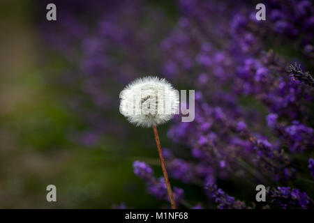Eine wilde Löwenzahn Blume wächst in einem Feld von Kräuter lavendel Pflanzen bei Mayfield Lavender Farm, Banstead, Surrey, Großbritannien Stockfoto