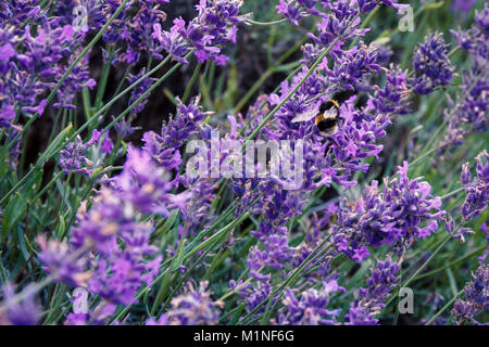 Hummel, bombus terrestris, bestäuben Kräuter Lavendel Blumen auf Mayfield Lavender Farm, Banstead, Surrey, England, Großbritannien Stockfoto