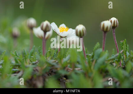 Dryas octopetala, Silberwurz, Bergnymphe, Weiße Silberwurz, Berg avens Stockfoto