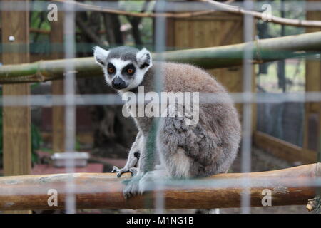 Einige Bilder von Ein Tag im Zoo Stockfoto