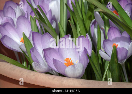 Lila und orange Krokusse blühen in einem Container im Freien im Februar, die grünen Blätter der Narzissen, die ein paar Wochen später blühen gesichert. Stockfoto