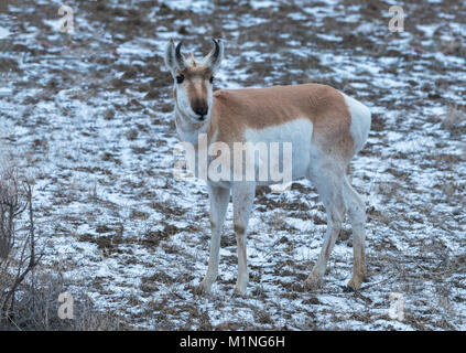 Pronghorn Antilope (Antilocapra americana) außerhalb von Gardiner, Montana, an der Grenze des Yellowstone National Park im Schnee Stockfoto