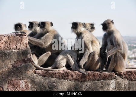 Grau langur Affen an Der Merangarh Fort, Jodhpur, Rajasthan, Indien Stockfoto