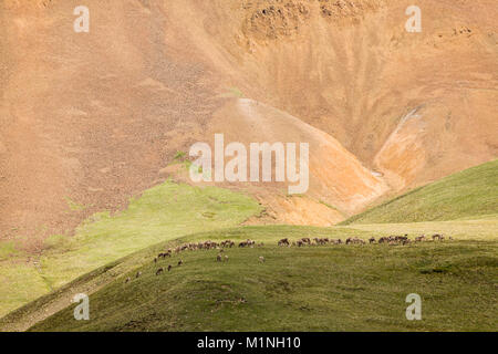 Herde karibus Nahrungssuche auf einem Berghang an der Landstraße Pass im Denali National Park in Southcentral Alaska. Stockfoto