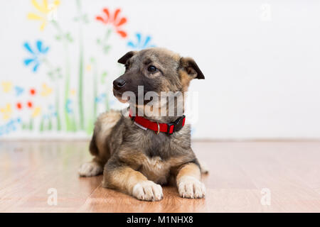 Einen kleinen Mischling Welpe in einem roten Kragen auf dem Boden liegt Stockfoto