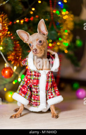 Dog Toy Terrier hellbraune Farbe sitzt auf dem Boden neben dem Weihnachtsbaum in einem schönen Anzug. Stockfoto