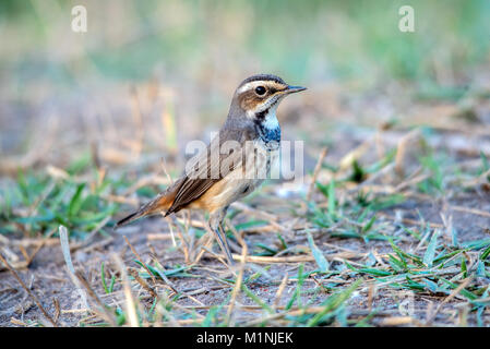 Blaukehlchen (Luscinia svecica) in Thailand. Stockfoto