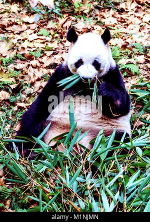 Panda auf bambussprossen in Chengdu Panda Forschungs- und Aufzuchtstation in China munching Stockfoto