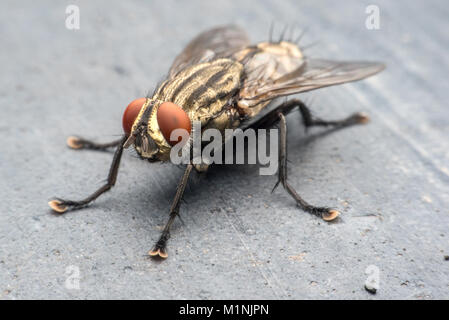 Schlag fliegen, fliegen, Aas, greenbottles bluebottles Stockfoto