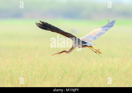 Purpurreiher (Ardea Purpurea) Stockfoto