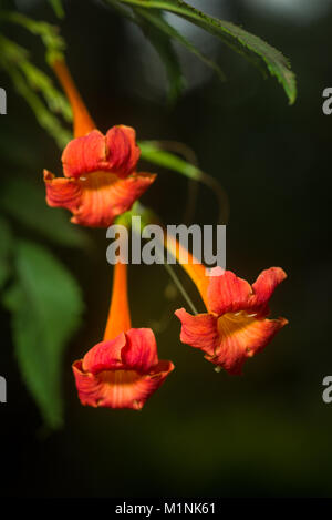 Orange Trompete Kriechgang oder Trompete Weinstock (Campsis radicans, Bignonia radicans, Tecoma radicans), Blumen und Blätter, Kenia, Ostafrika Stockfoto