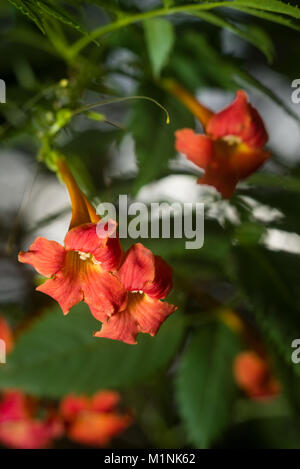 Orange Trompete Kriechgang oder Trompete Weinstock (Campsis radicans, Bignonia radicans, Tecoma radicans), Blumen und Blätter, Kenia, Ostafrika Stockfoto