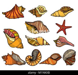 Sea Shell. Set Color Gravur vector vintage Illustrationen. Auf weissem Hintergrund. Stock Vektor