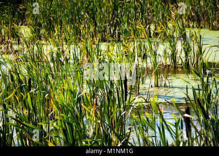 Mit Schlamm, Algen und Schilf Teich überwuchert. Stockfoto