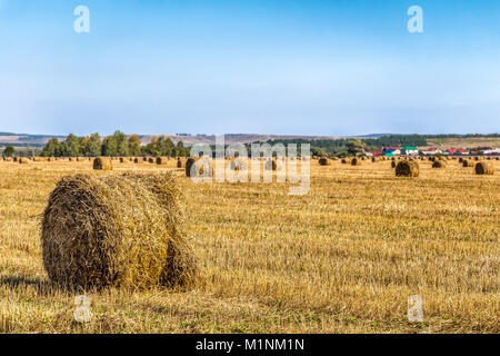 Gelbe trockenes Stroh, in Ballen, liegt auf dem Feld. Stockfoto