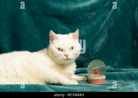 Weiße Katze liegt auf einem dunklen Aquamarin Decke, neben einem Crystal Schneeball mit einer Maus. Stockfoto