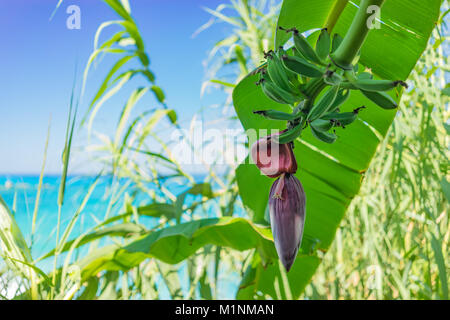 Banane Blume und Bündel hängen mit türkisblauem Meer und blauer Himmel im Hintergrund. Stockfoto