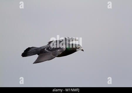 Wilde Taube oder Rock Dove, Columba livia, im Flug GROSSBRITANNIEN Stockfoto