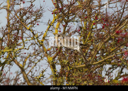 Wacholderdrossel, Turdus pilaris, in Baum gehockt Stockfoto