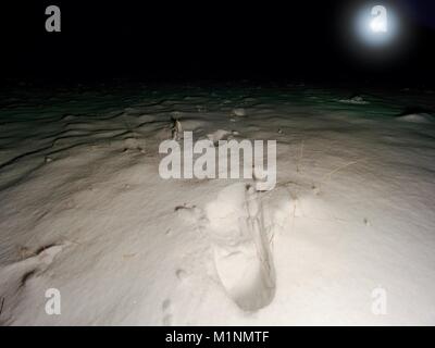 Fußabdrücke auf eine verschneite Wiese. Das schwache Licht des Scheinwerfers macht lange Schatten. Gefrorene Halme von Gras bedeckt mit Frost. Dunkle kühle Nacht. Stockfoto