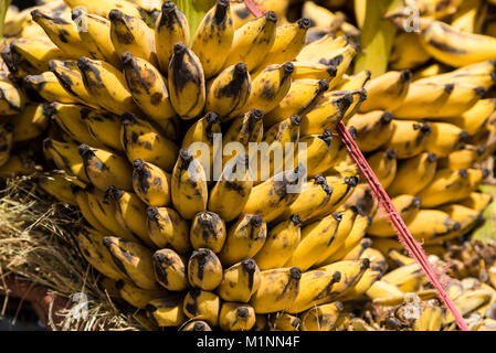 Banane Anbieter in Addis Abeba, Äthiopien Stockfoto